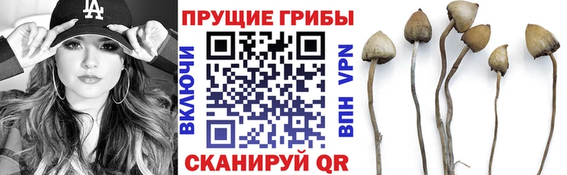 где можно купить   Ясногорск  Псилоцибиновые грибы MAGIC MUSHROOMS 